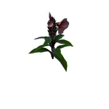 Flower cheilocostus speciosus1 1